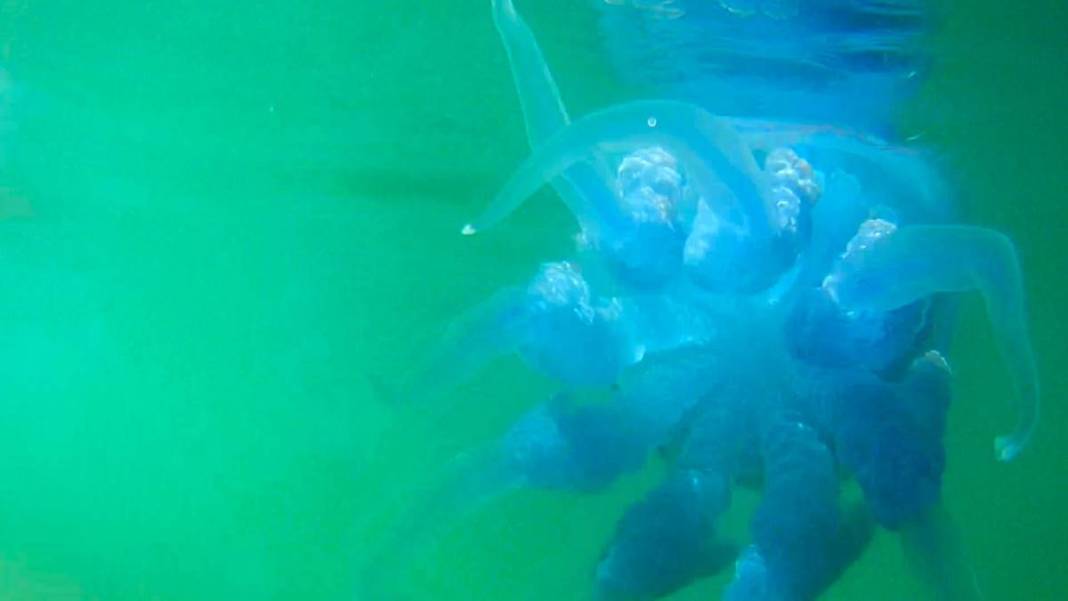 O ilimizde 'istila' sürüyor! Bütün kıyıyı ele geçirdiler, bu yıl çok artış var 13